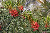 Korean Pine (Pinus koraiensis)