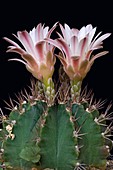 Cactus (Gymnocalicium michanovichii)