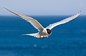 Arctic tern in flight