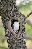 Barn owl in a tree