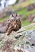 Eurasian eagle-owl on a rock