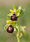 Early spider orchid (Ophrys sphegodes)