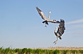 Grey herons fighting