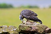 Peregrine falcon and prey