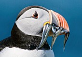 Atlantic puffin with sand eels