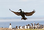 Common shag colony