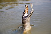 Yacare caiman catching a fish