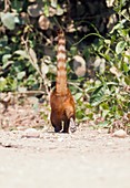 South American coati on the ground