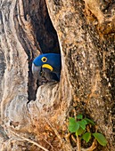 Hyacinth macaw in a tree