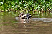 Giant otter eating a fish