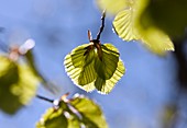 Young beech (Fagus sylvatica) leaves