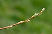 Pussy willow (Salix caprea) leaf buds