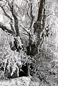 Frost-covered beech tree
