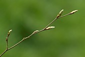 Hornbeam (Carpinus betulus) leaf buds