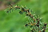 Common juniper (Juniperus communis)