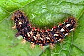 Knot grass moth caterpillar
