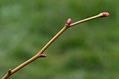 London plane (Platanus acerifolia) buds