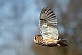 Long-eared owl in flight