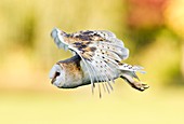 Barn owl (Tyto alba) in flight
