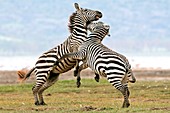 Plains zebras fighting