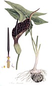 Arum dioscoridis,19th century