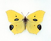Papilio ecclipsis,hoax butterfly