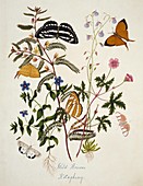 Indian butterflies and flowers