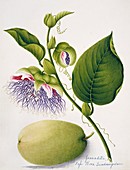 Giant granadilla flowers and fruits