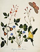 Indian butterflies and flowers