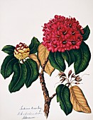 Indian rosebay flowers