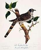 Large hawk-cuckoo