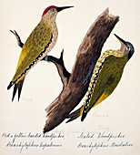 Picus woodpeckers