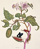 Insects of Surinam,18th century artwork
