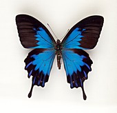 Mountain blue swallowtail butterfly