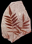 Fossil Rhus stellariaefolia leaf