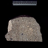 Chondrite meteorite fragment