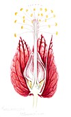 Goethea strictiflora flower,artwork