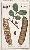 Carob bean tree (Ceratonia siliqua)