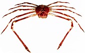 Japanese spider crab