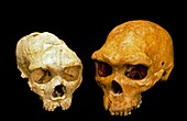 Homo sp. skulls