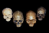 Selection of Homo sapiens skuls