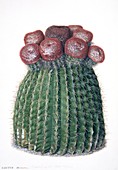 Cactus (Melocactus caroli-linnaei)