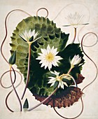 Water lily (Nymphaea ampla),artwork
