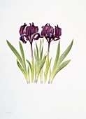 Dwarf pogon iris (Iris pumila),artwork