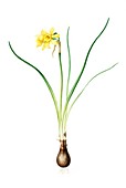 Daffodil (Narcissus x odorus),artwork