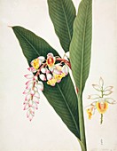 Shell ginger (Alpinia zerumbet),artwork
