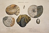 Kelloways stone and indicative fossils