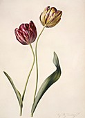 Tulips (Tulipa gesneriana),artwork