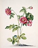 Damask rose (Rosa damascena),artwork