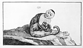 White-faced capuchin,18th century artwork